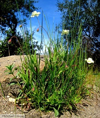 platystemon californicus